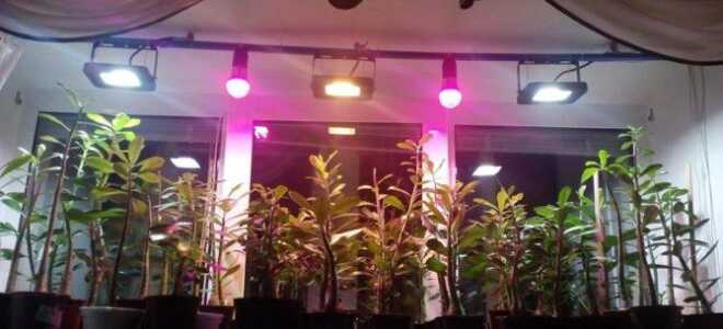 Лампы для досветки растений: зимой, на подоконнике, в теплице