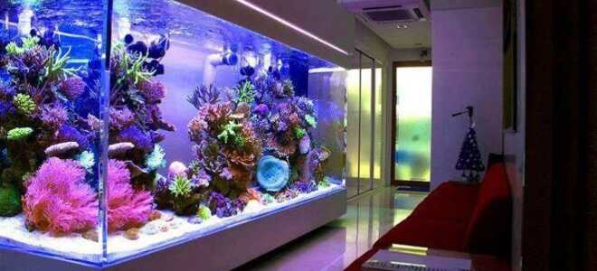 Светильник для аквариума: как выбрать лучший (фото)