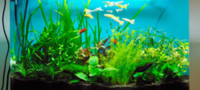 Как выбрать и установить светодиодную ленту для освещения аквариума