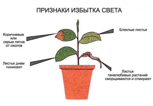 Признаки избытка света для растений