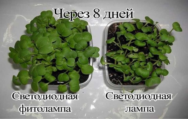 Светодиодная фитолампа значительно эффективней для роста растений, чем обычная LED